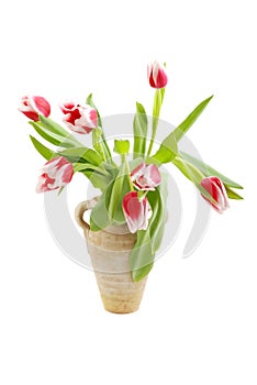 RED-WHITE TULIP FLOWERS