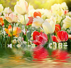 Red and white tulip flowers