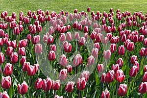 Red and white tulip flowers in spring