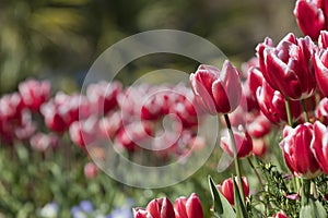 Red and white tulip flowers Tulipa gesneriana. photo