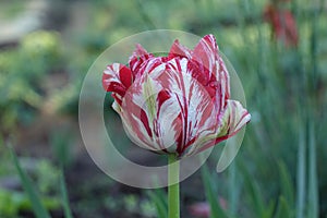 Red with white tulip in the garden