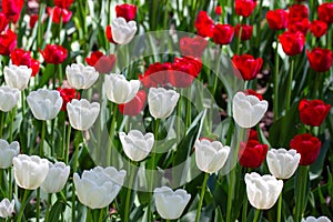 Red white tulip  set of spring flowers. Natural flowers Dutch tulips