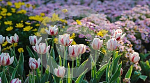 The red and white tulip in the spring