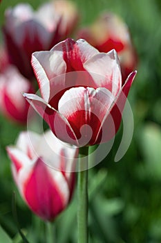 Red and white tulip on sunny spring day