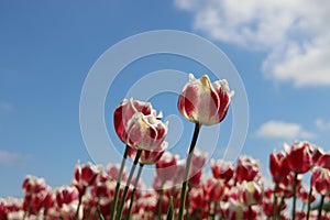 Red with white tulip of the type Toplips illuminated by the sun in a flower bulb field in Noordwijkerhout ,the Dutch Bulb Region i
