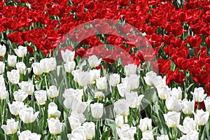 Red and White Tulipe Flower photo