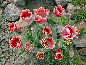 Red white tulips