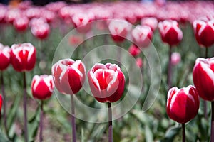 Red white tulips