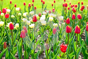 Red and white tulips