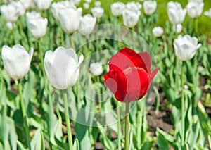 Red and white tulips