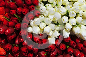 Red and white tulips background