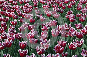 Red and white tulips in bloom, Keukenhof Gardens