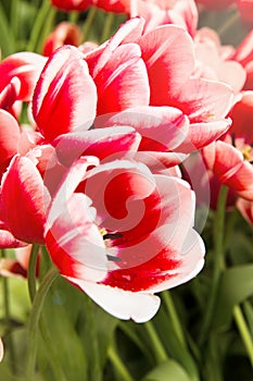 Red and white tulips