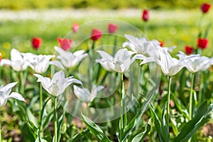 Red and white tulips on blurred green meadow background, springtime concept. Nature and flowers