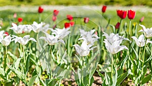 Red and white tulips on blurred green meadow background, springtime concept. Nature and flowers