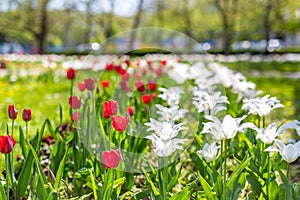 Red and white tulips on blurred green meadow background, springtime concept. Nature and flowers