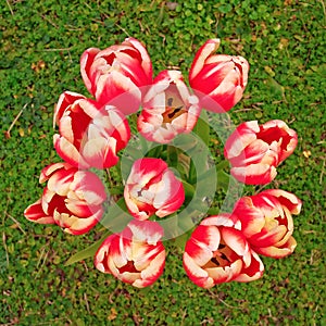 Red white tulips bouquet on green grass top view