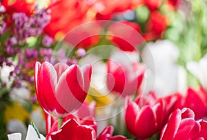 red white tulips closeup on a blurred background