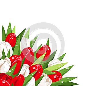 Red and white tulips with dew drops. Vector illustration.