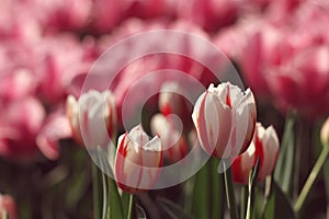 Red and white tulips in the feild