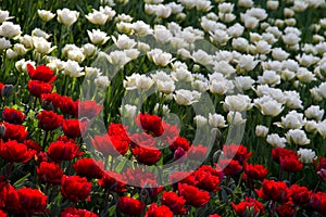 Red and white tulips field in botanic garden park