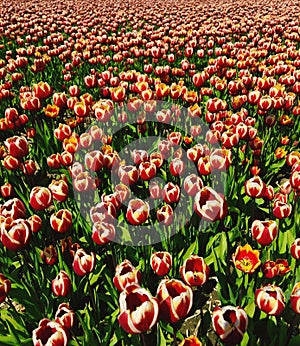 Red white tulips in the field Zeewolde