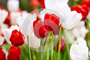 Red and White Tulips flower, beautifuly flower in garden photo