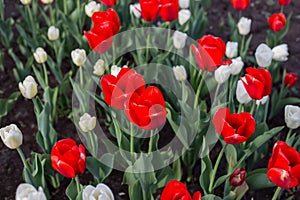 Red and white tulips in a flower bed