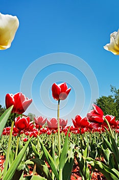 Red and white tulips on flower bed on blue sky