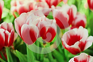 Red and white tulips flower with green leaf in tulip field