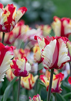 Red White. Tulips Flower. Nature. Garden. Flora