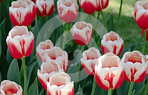 Red White. Tulips. Flower. Nature. Garden. Flora
