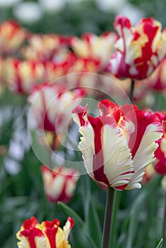 Red. White. Tulips. Flower. Nature. Garden. Flora