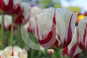 Red and White Tulips in Full Bloom