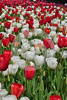 Romantic Red and White Tulips