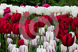 Red and white Tulips at the Keukenhof in spring 2022 in Lisse, the Netherlands