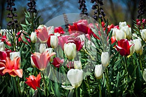 Red and White Tulips in Monticello`s Manicured Garden