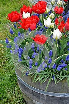 Red and white tulips in planter