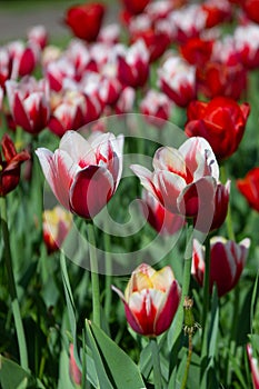 Red and white tulips on sunny spring day, selective focus