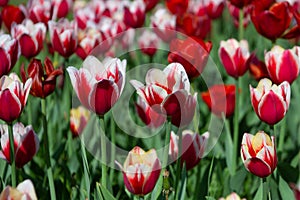 Red and white tulips on sunny summer day