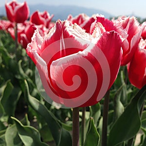 Red and white tulps