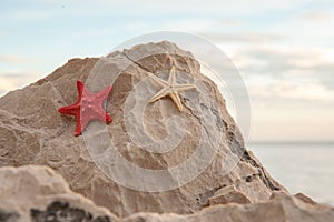 Red and white two dry starfish is on the sand rock on the beach. A backing with exotic starfishes for branding, calendar