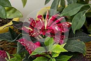 Red and white variegated poinsettia with dark green leaves bloo