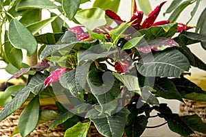 Red and white variegated poinsettia with dark green leaves bloo