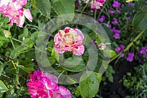 Red white violet garden roses, a picture on a fully open dagger, the background is blurred.