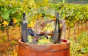red and white wine in vineyard autumn season