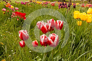 Red and white, yellow and other tulips are blooming at the embankment of Langenargen