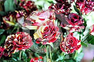 Red white and yellow striped roses