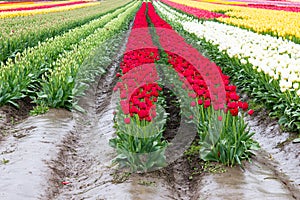 Red, white, and yellow tulips planted in fields of tulip stripes of colors