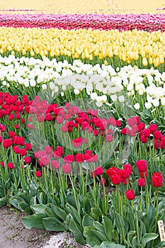 Red, white, and yellow tulips planted in fields of tulip stripes of colors